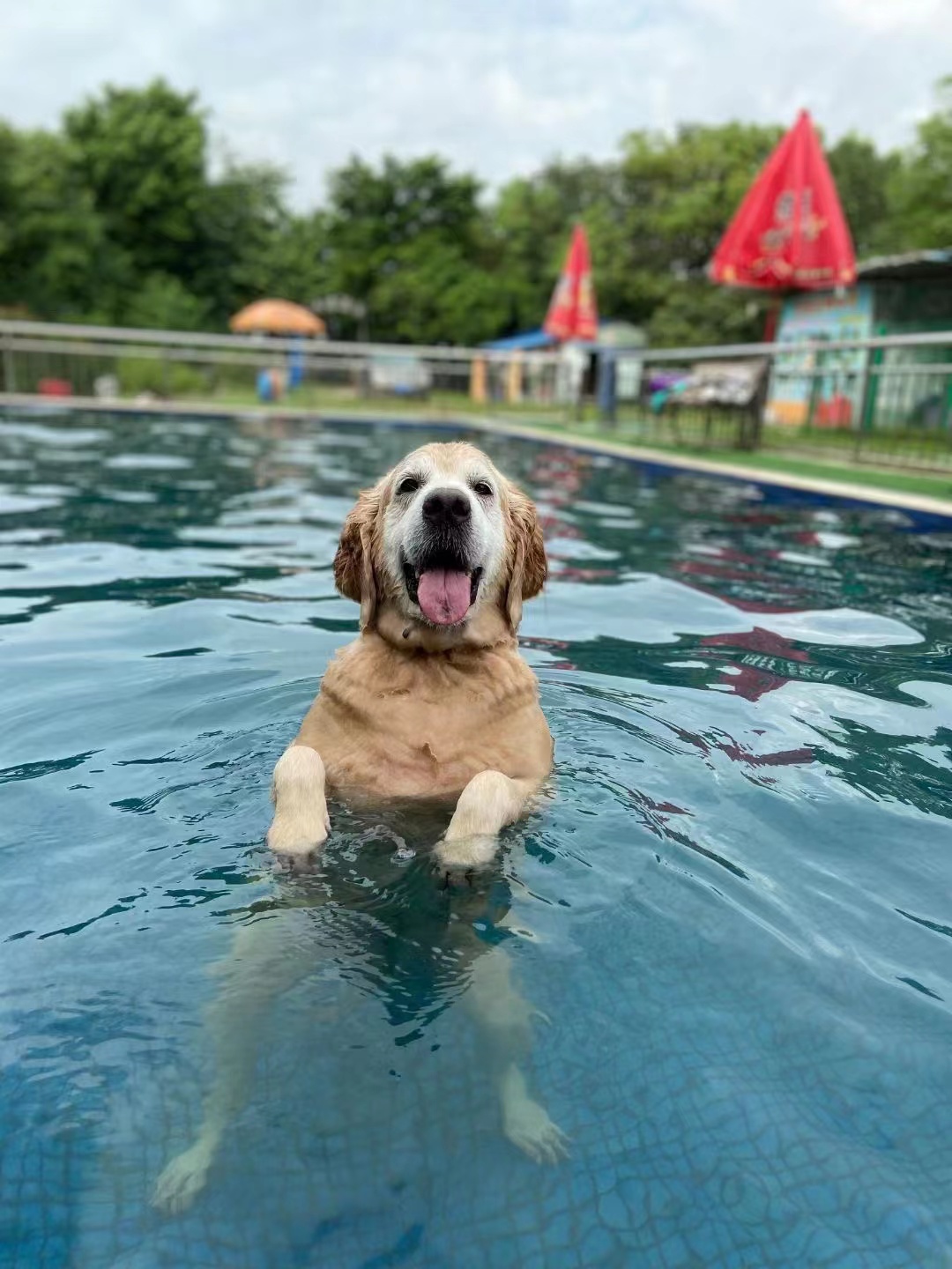 带狗游泳是一种怎样的体验？ - 知乎